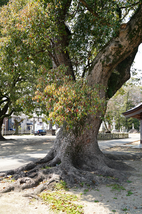 大御和神社のクスノキ