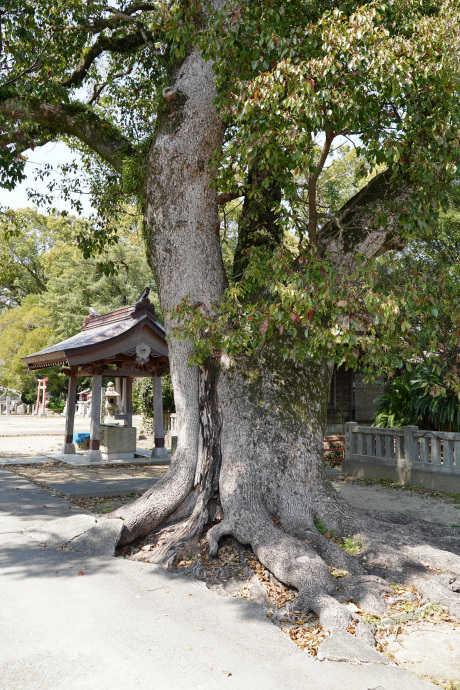 大御和神社のクスノキ