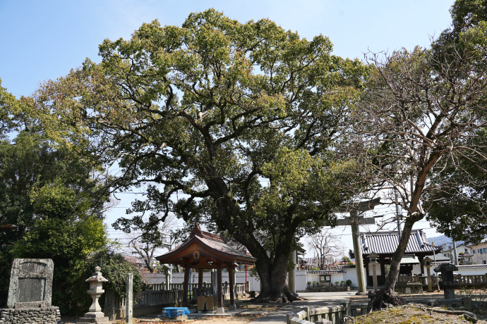 大御和神社のクスノキ