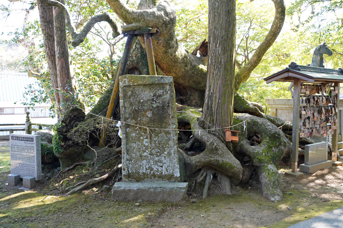 大宮八幡神社の大楠