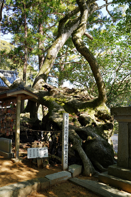 大宮八幡神社の大楠