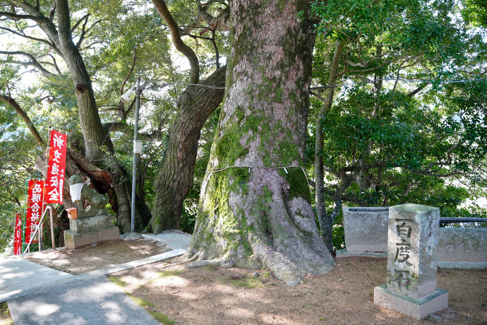 大宮八幡神社のクス（２）