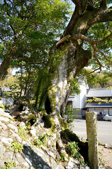 大宮八幡神社のタブノキ