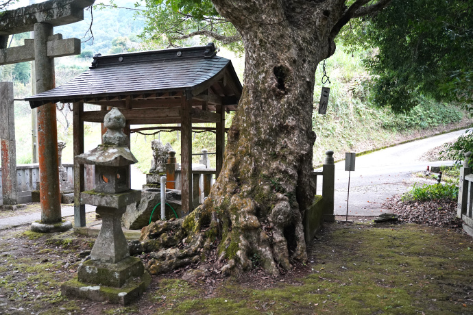 大利八幡神社のカゴノキ