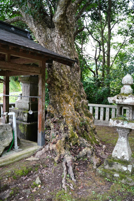 大利八幡神社のカゴノキ