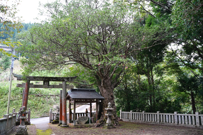 大利八幡神社のカゴノキ