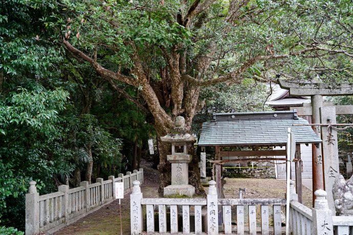 大利八幡神社のカゴノキ