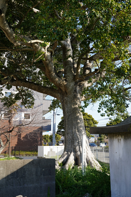 領家町のクロガネモチ