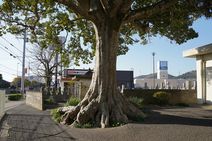 領家町のクロガネモチ