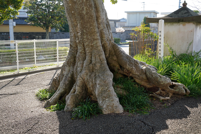 領家町のクロガネモチ