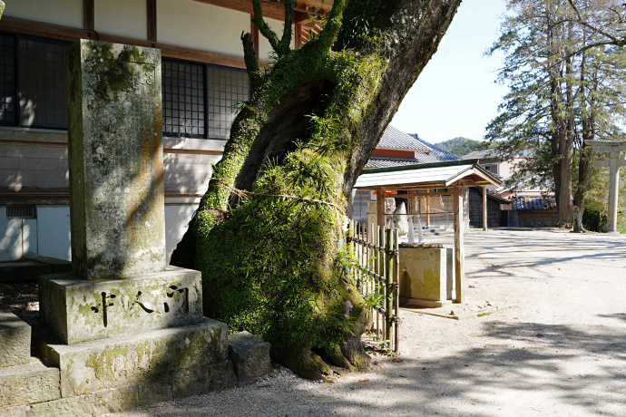 榊神社のクスノキ（1）