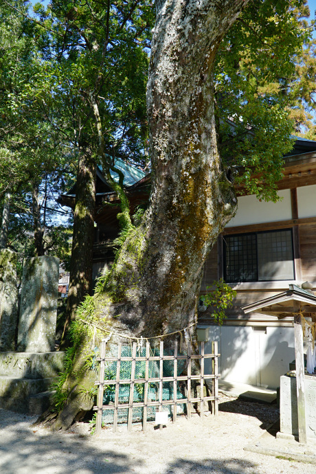 榊神社のクスノキ（1）