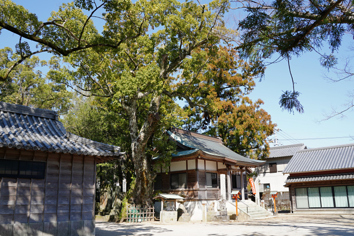 榊神社のクスノキ（1）と拝殿