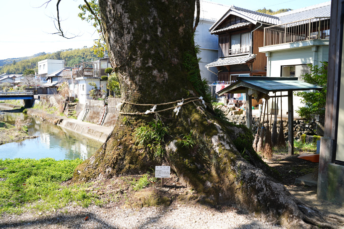 榊神社のクスノキ（2）