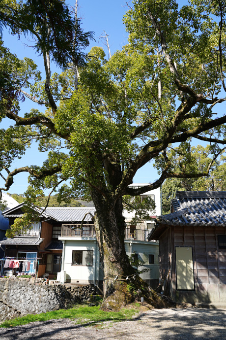 榊神社のクスノキ（2）