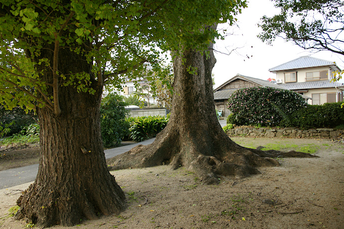 産神社のクスノキ