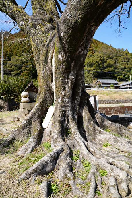 笹見のムクノキ