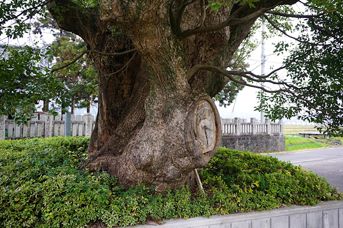 勢力神社の楠