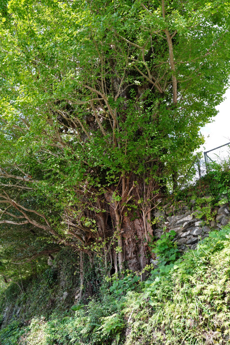 千年寺跡のイチョウ