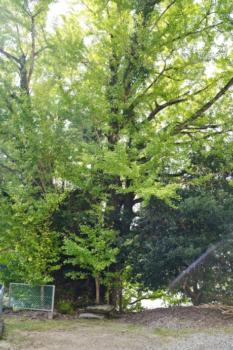 千年寺跡のイチョウ