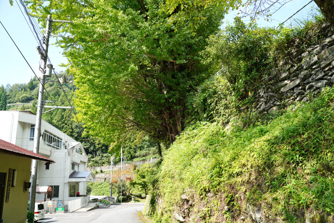 千年寺跡のイチョウと西祖谷中学校