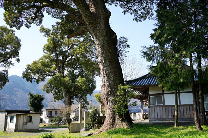 重清八幡神社のクスノキ（１）