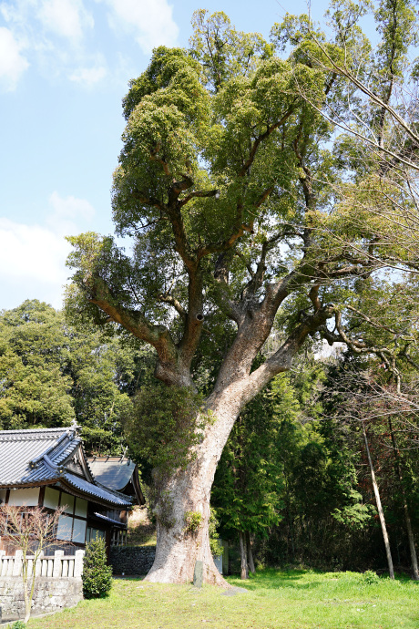 重清八幡神社のクスノキ（１）