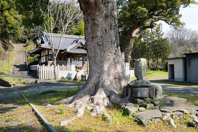 重清八幡神社のクスノキ（２）