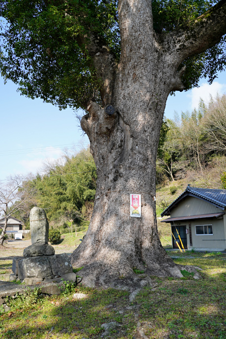 重清八幡神社のクスノキ（２）