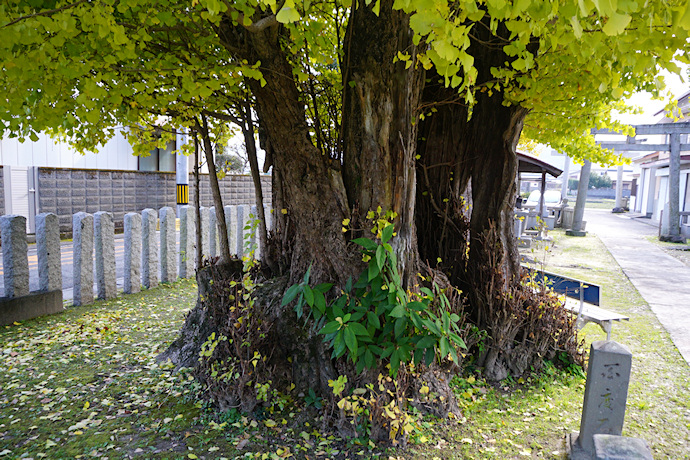重松八幡神社のイチョウ