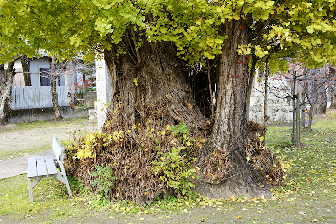 重松八幡神社のイチョウ