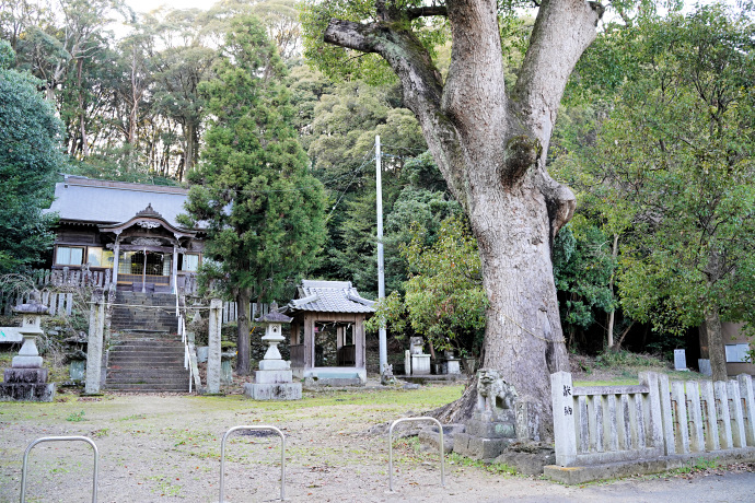 敷島神社のクスノキ