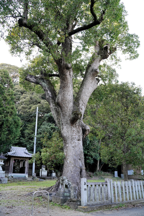 敷島神社のクスノキ