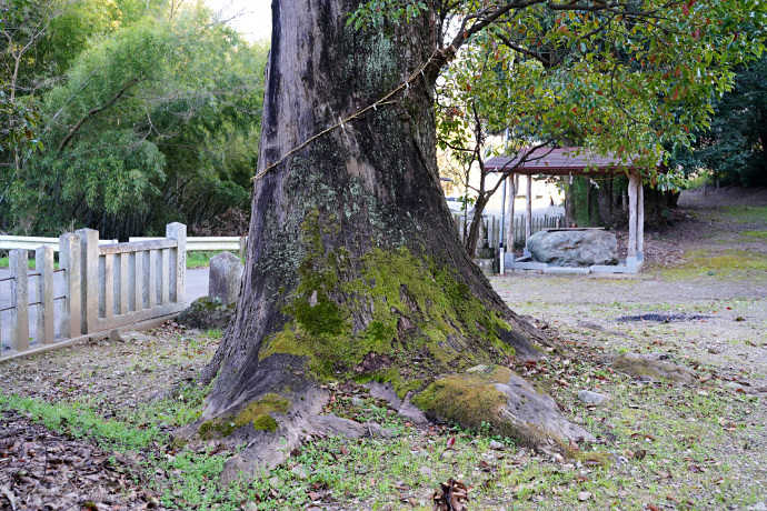 敷島神社のクスノキ