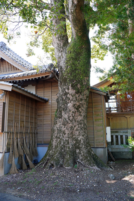 下大野八幡神社のクスノキ「