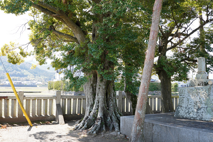 下大野八幡神社のシイ