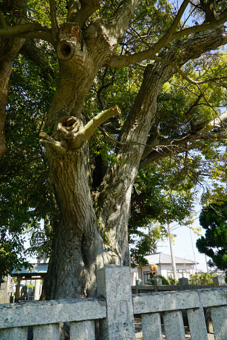 下大野八幡神社のシイ