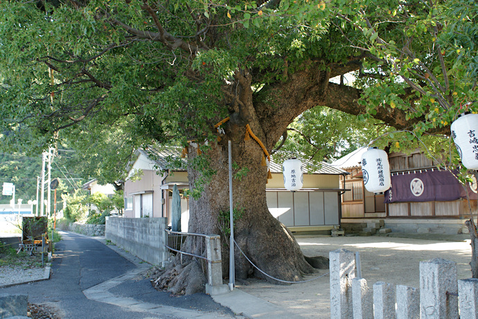 新浜本町八幡神社のクスノキ