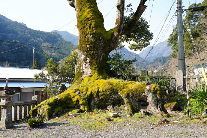 白人神社のクスノキ