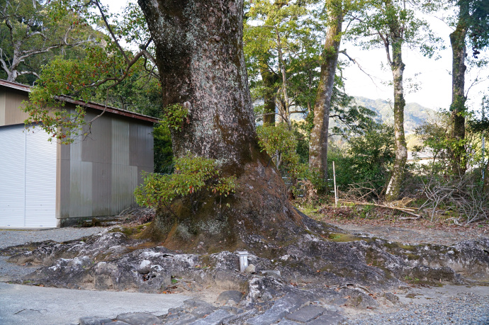 宍喰八幡神社のクスノキ