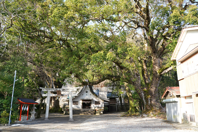 宍喰八坂神社の夫婦楠