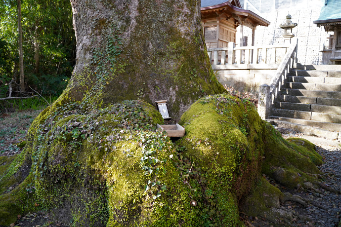 宍喰八坂神社の夫婦楠(左）