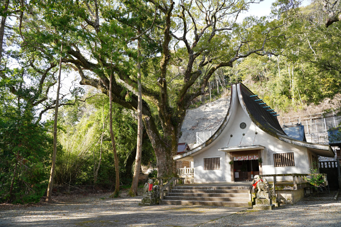 宍喰八坂神社の夫婦楠(左）