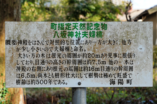 八坂神社の夫婦楠　説明板