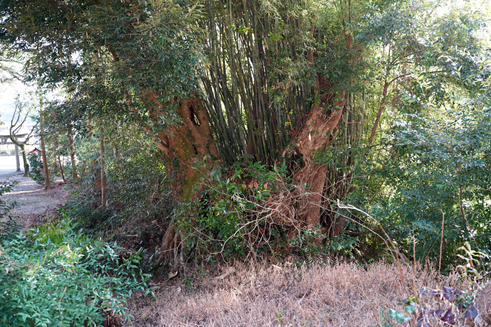 宍喰八坂神社のシイノキ