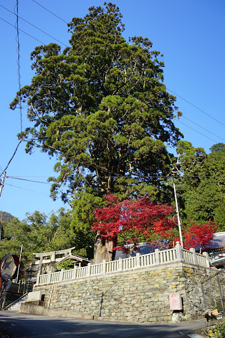 四所神社の大杉