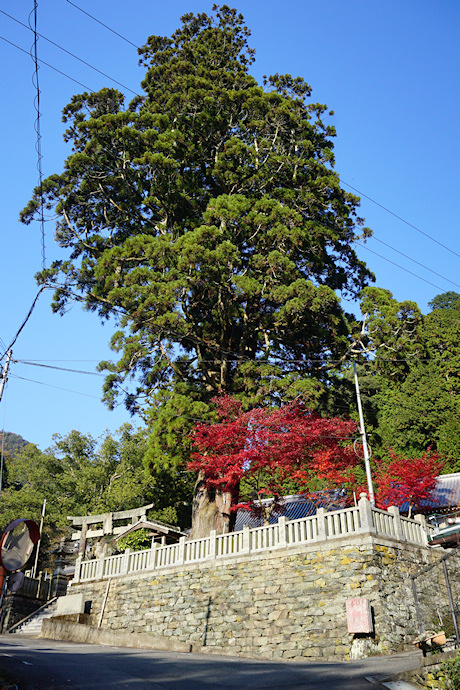 四所神社の大杉