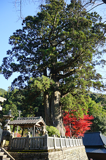 四所神社の大杉