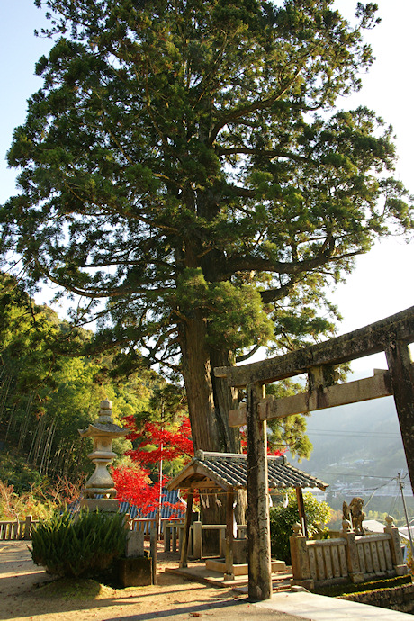 四所神社の大杉