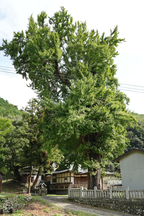 正八幡宮のイチョウ